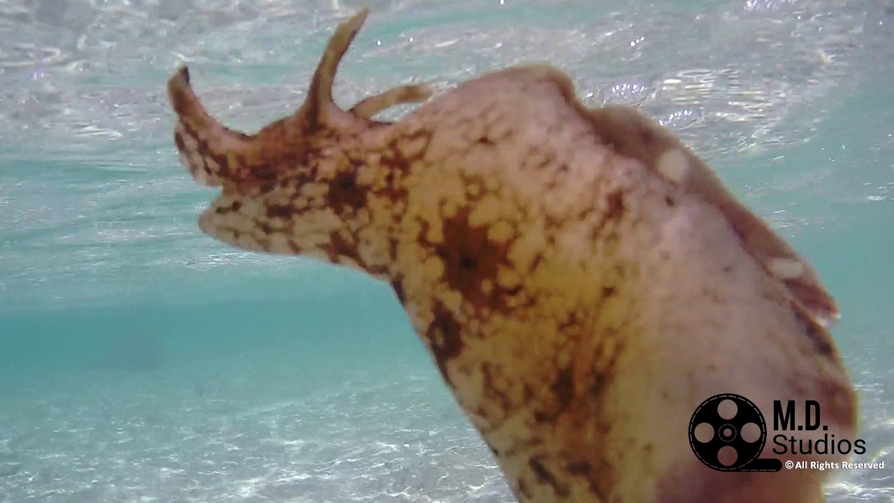 Strange animal nudibranch (bellissimo nudibranco)