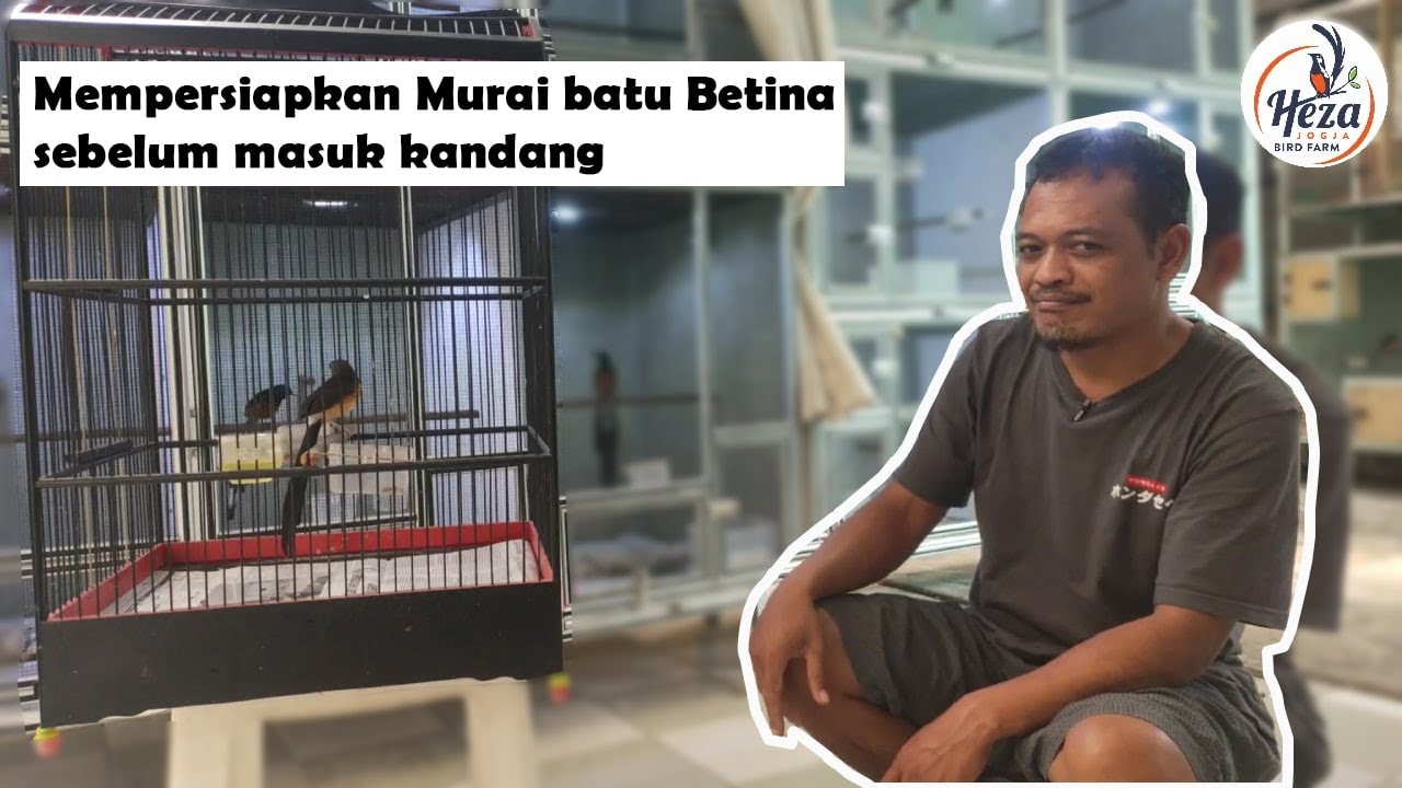 Mempersiapkan Murai Batu Betina Masuk Kandang