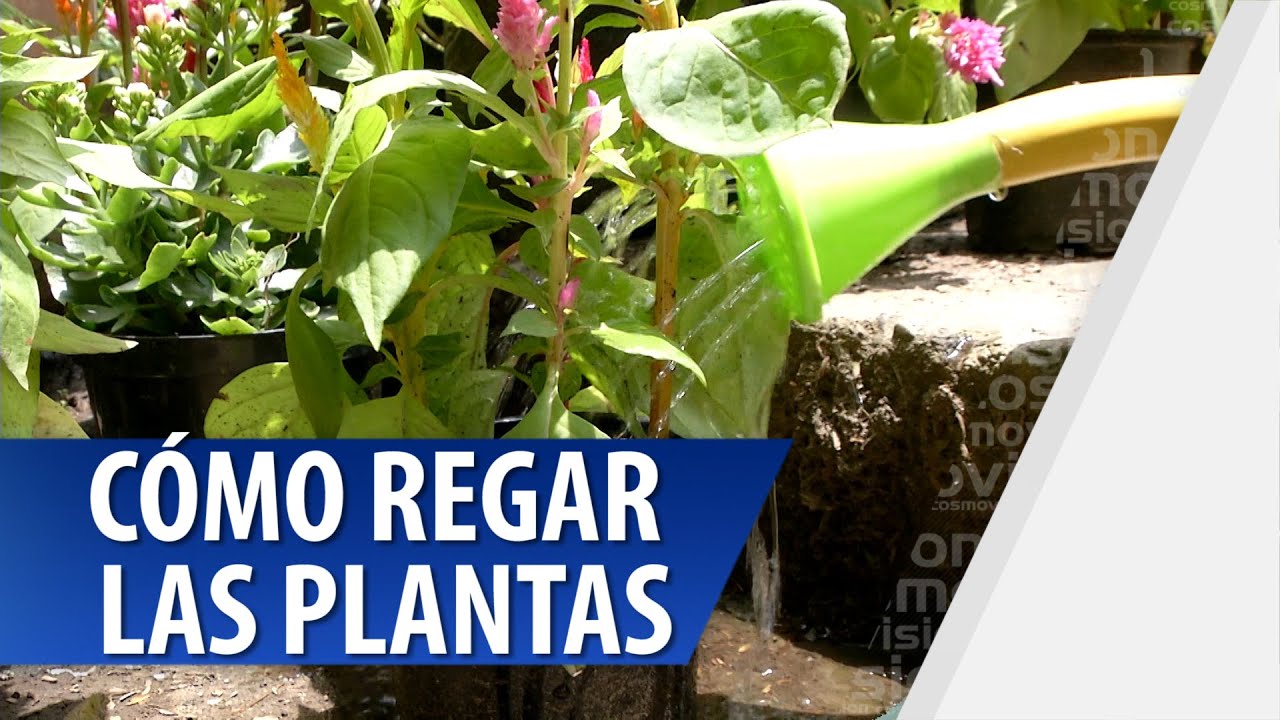 C&oacute;mo Regar las Plantas
