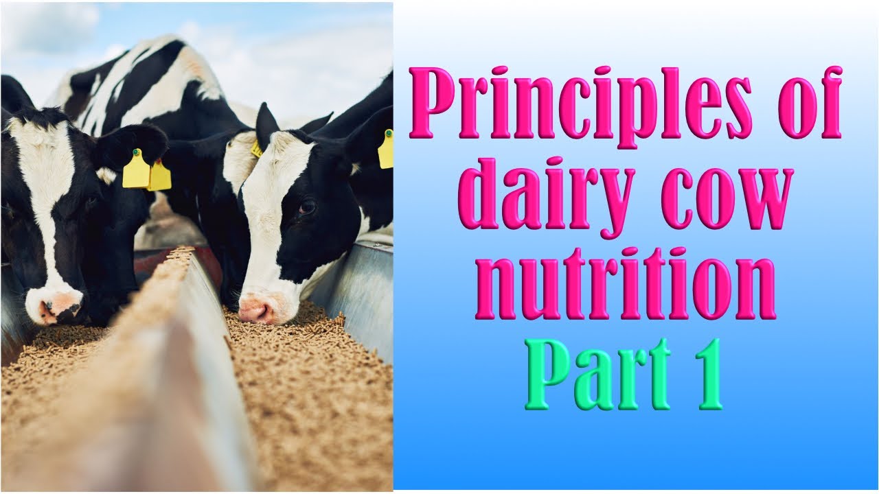 Dairy cow nutrition part 1