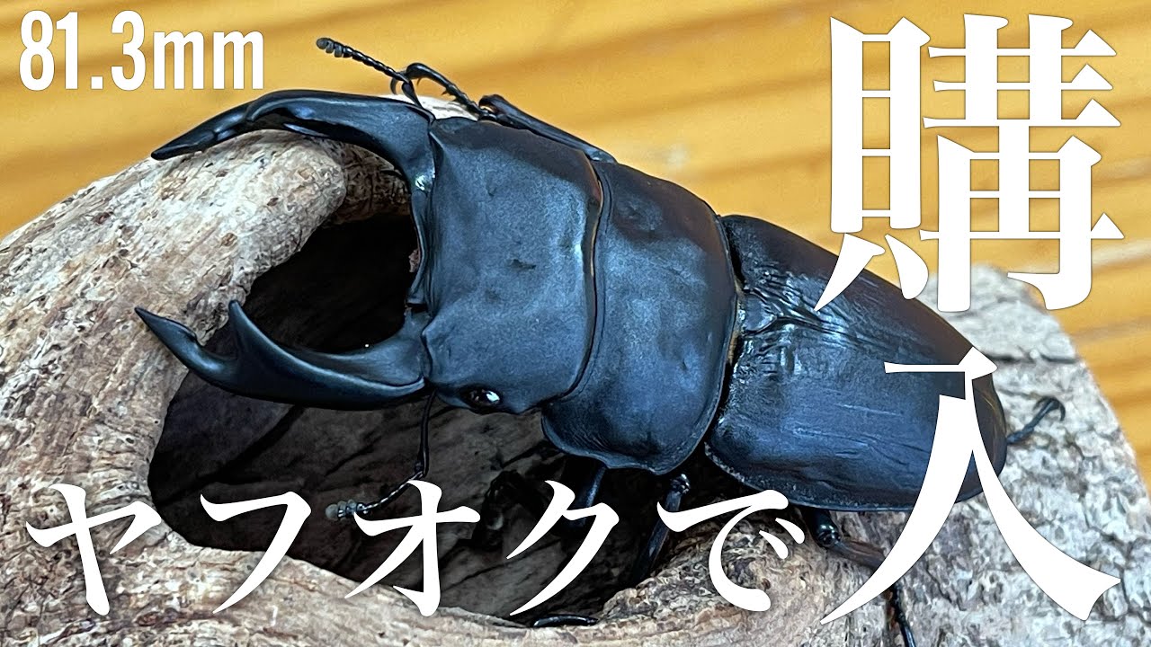 【オオクワガタ】ヤフオクでオオクワガタ(阿古谷産)80mmオーバーの個体を購入しました!!