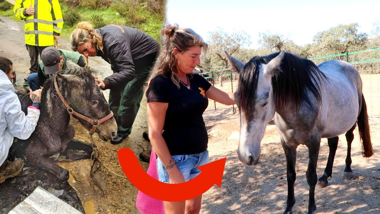 Verwaarloosde paarden helpen in Spanje | Los Caballos Luna #01