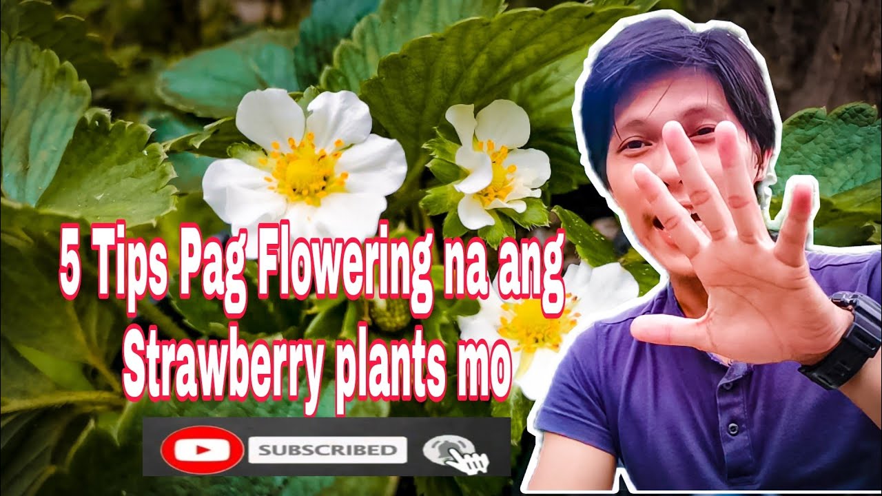 Strawberry sa Mainit na lugar 5 Tips Pag Flowering na ang Strawberry plants mo.