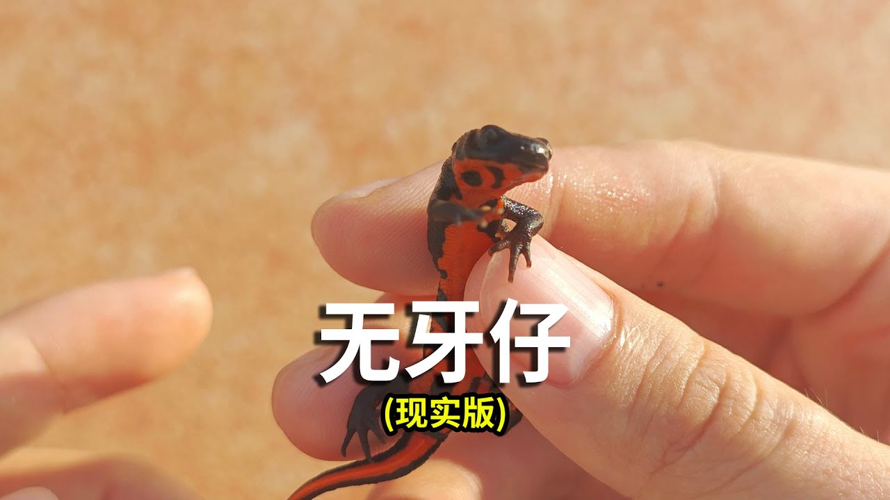 现实版无牙仔，没眼的龟桑？养蛊日记第28