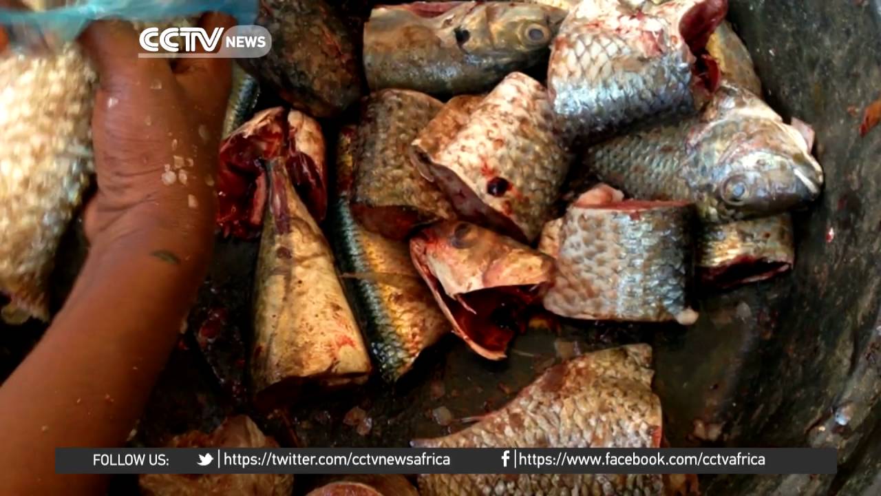Desert Series: Exploring Nouakchott fish market In Mauritania