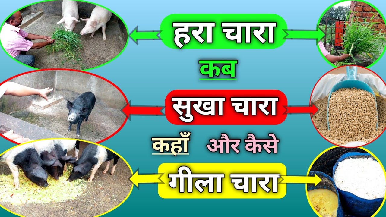 हरा चारा, सुखा चारा, गिला चारा | किसको दे , कब दे और कैसे दे | Kis Sukar ko hara chara de | Pig Farm