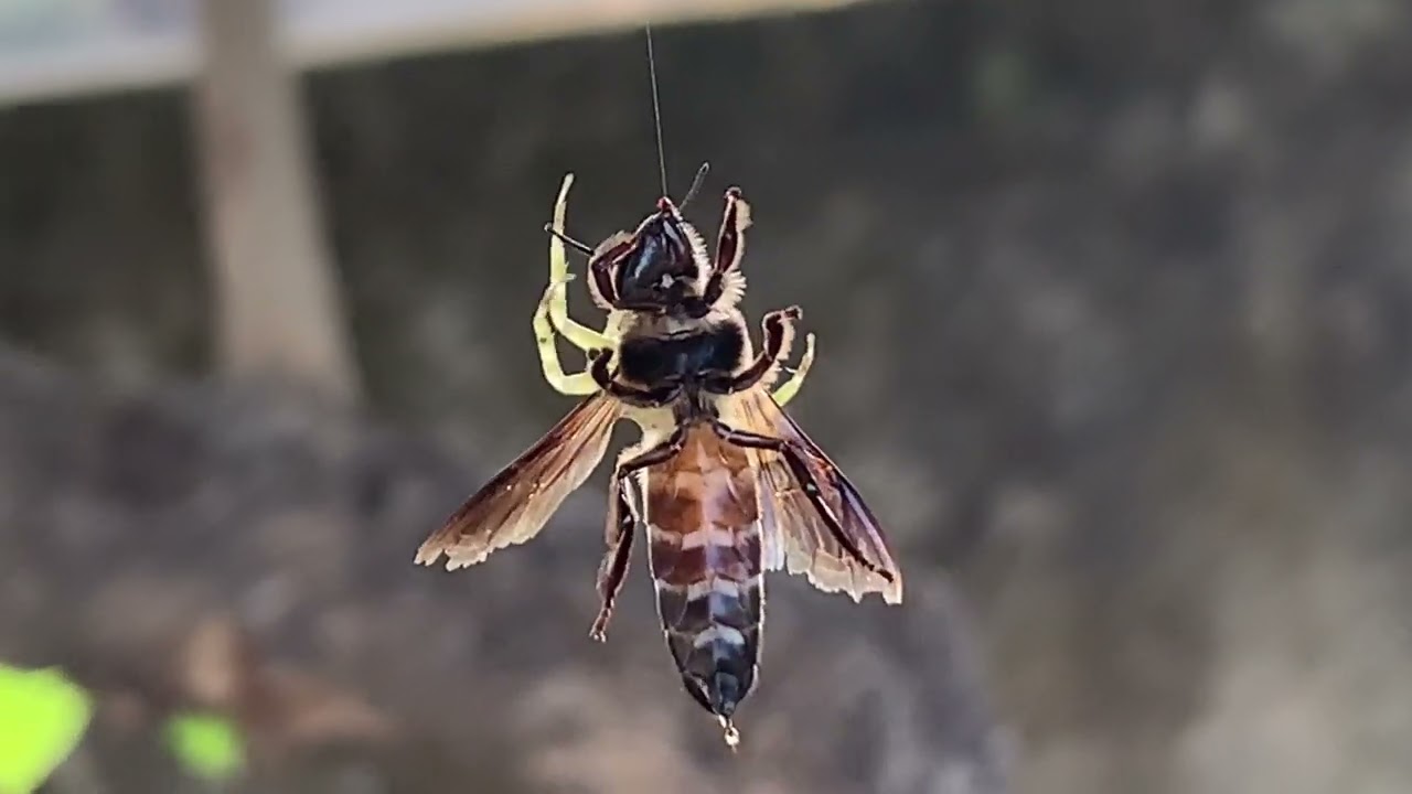 Predator–Prey Interaction #video #mustwatch #viral #prey #status 