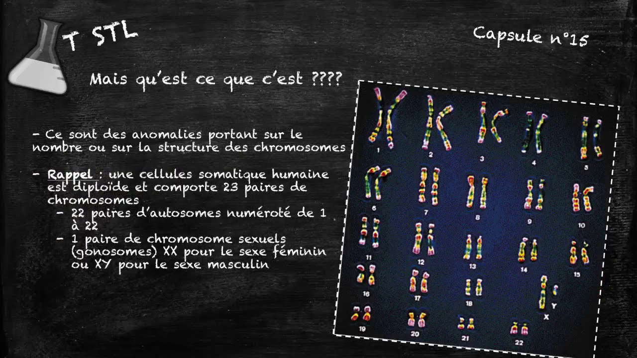 Capsule n&deg;15 : les anomalies chromosomiques