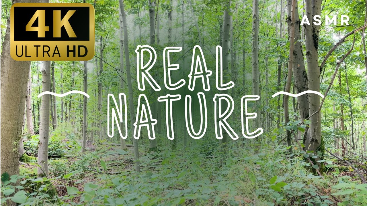 Peaceful Forest with Soft Piano | Relaxing Music for Sleep, Study, Meditation & Calm Focus