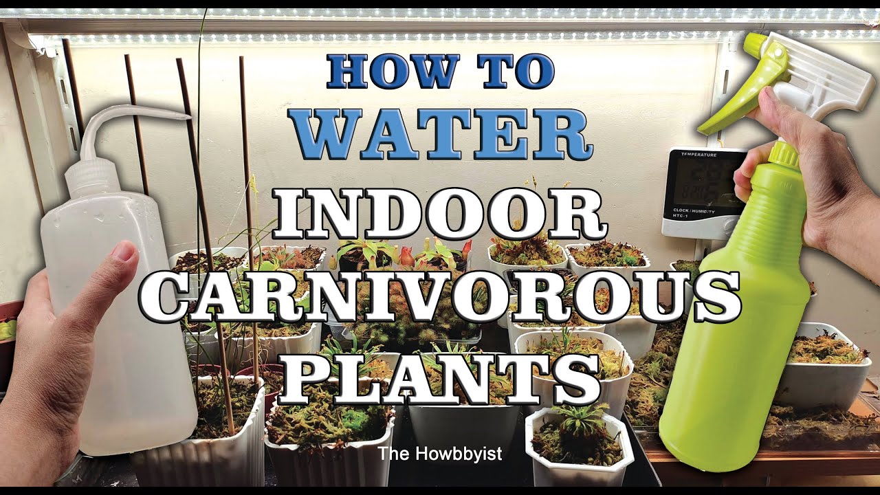 How to Water Indoor Carnivorous Plants