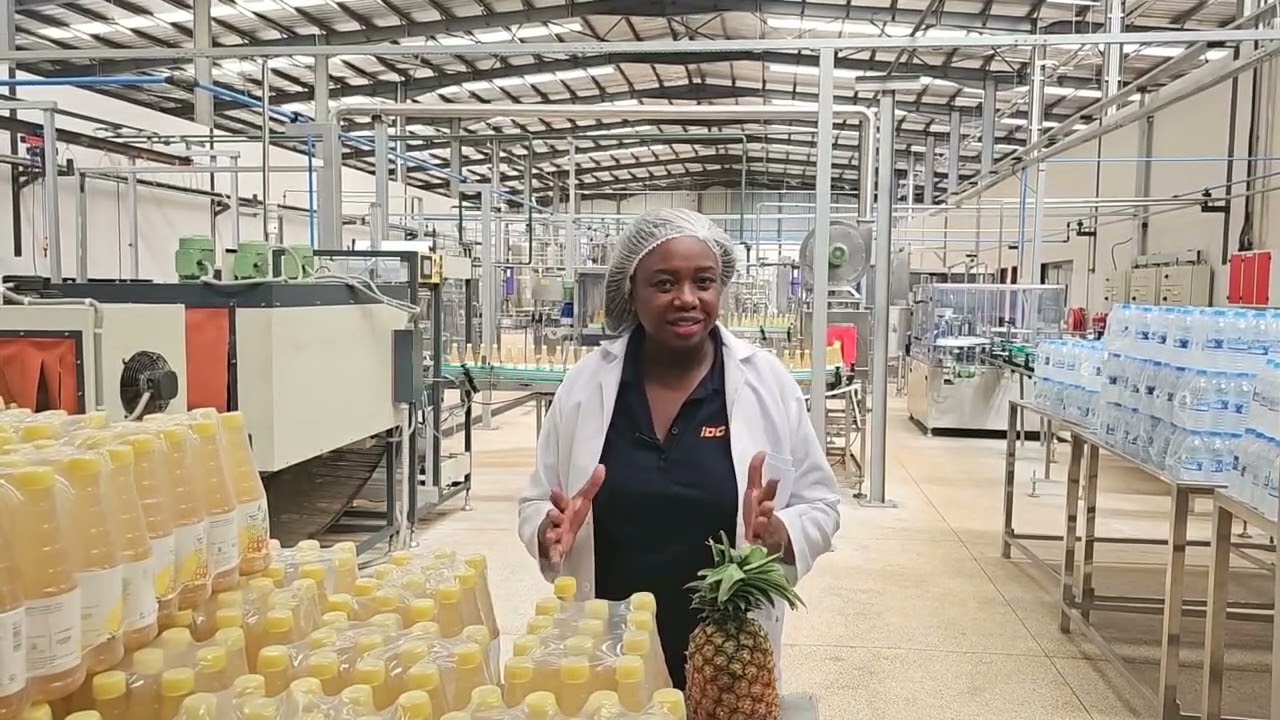 Pineapple Production Commences at Kalene Hills