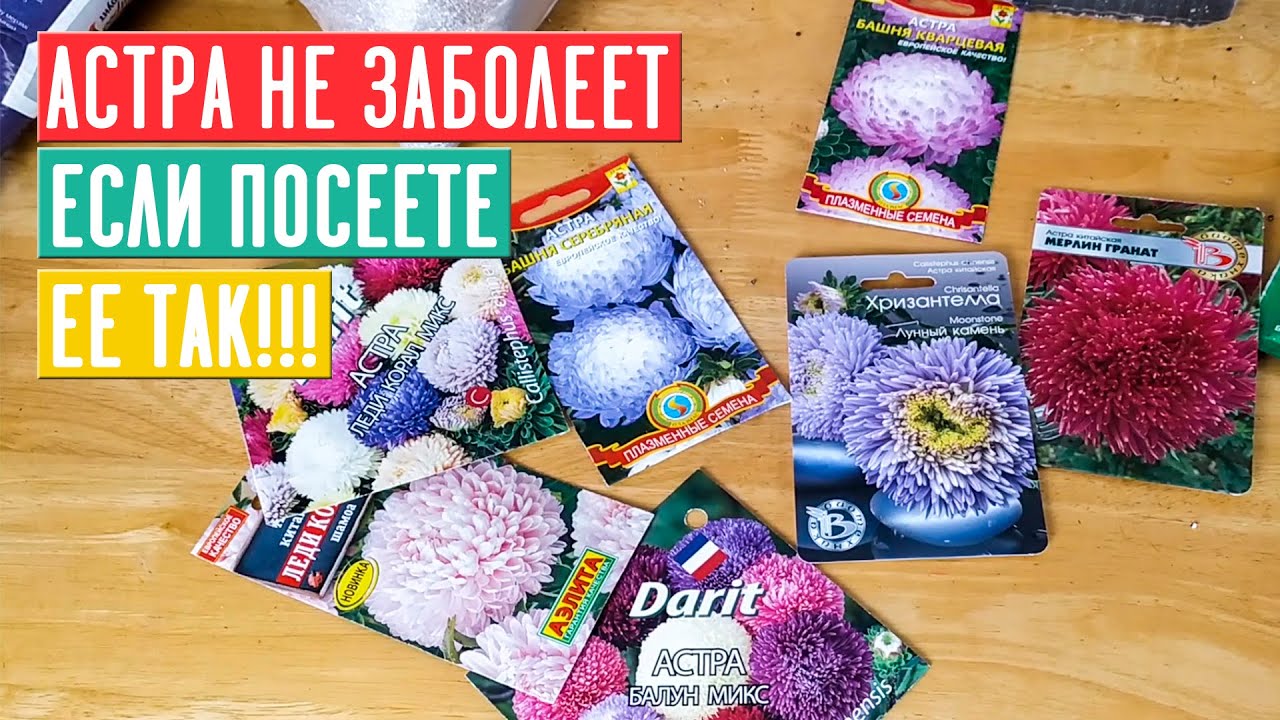 СЕЗОН 2020: САЖАЕМ АСТРЫ ПО ИНСТРУКЦИИ И ПРОБЛЕМ С РАССАДОЙ НЕ БУДЕТ!!! / Садовый гид