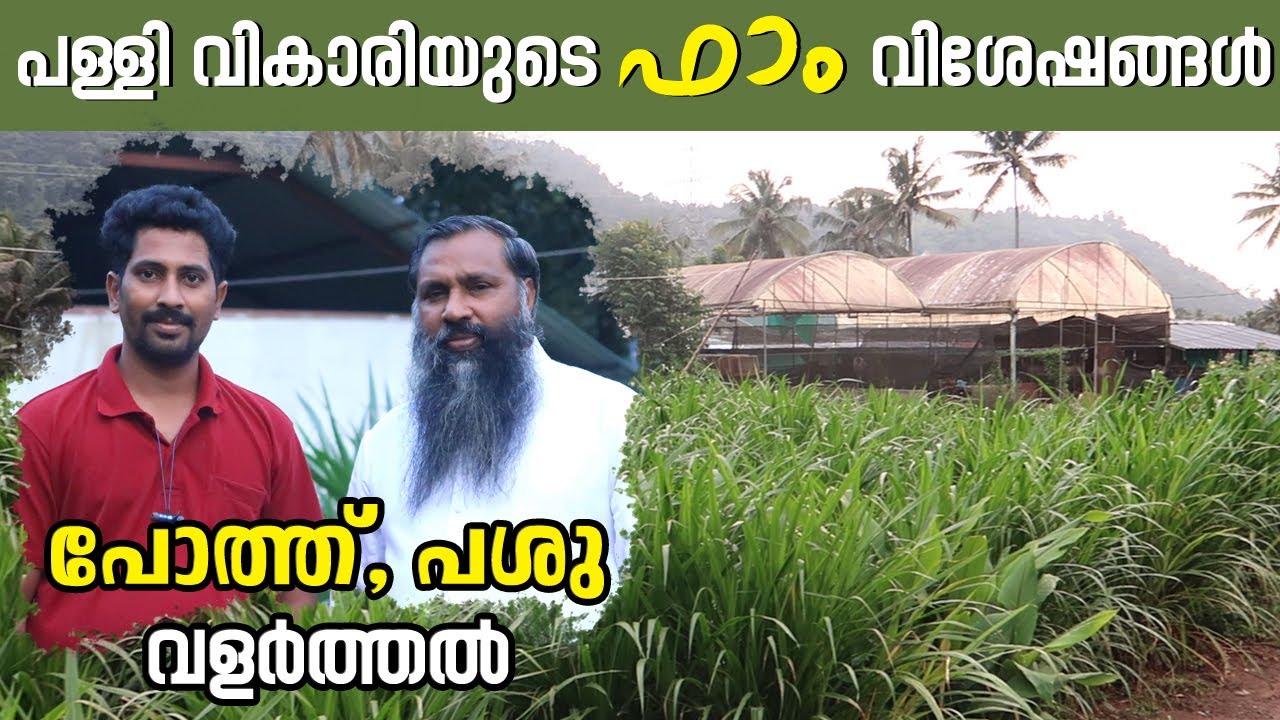 EP-44 പള്ളിലച്ചനും പറയാനുണ്ട് ഒരു വിജയ ഗാഥ | #Dairy #Buffalofarming #idukki #kerala_round_up