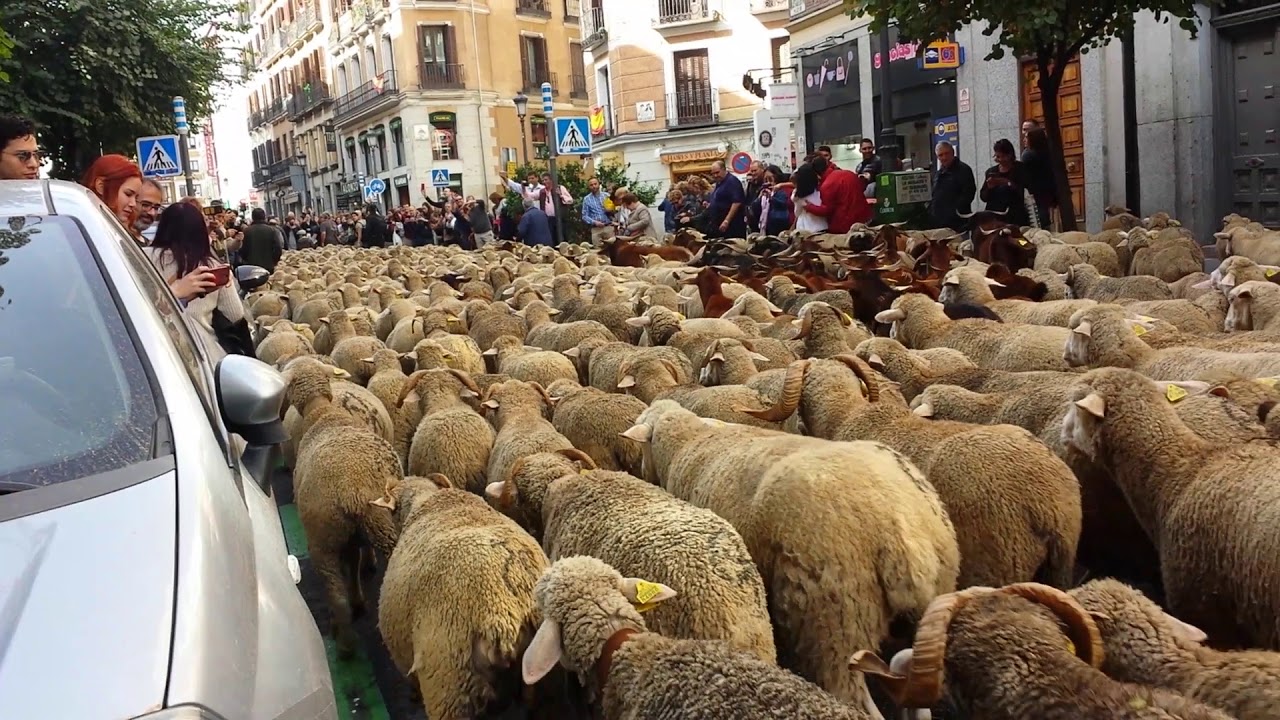 Fiesta de la Transhumancia 2018, Madrid