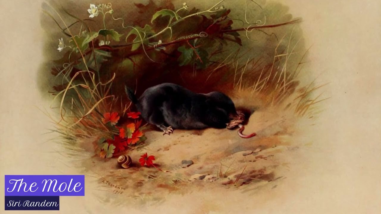 The Mole | 2024 Randem #songsforchildren #animalsong #kidsongsnorwegian #nurserysongnorwegian