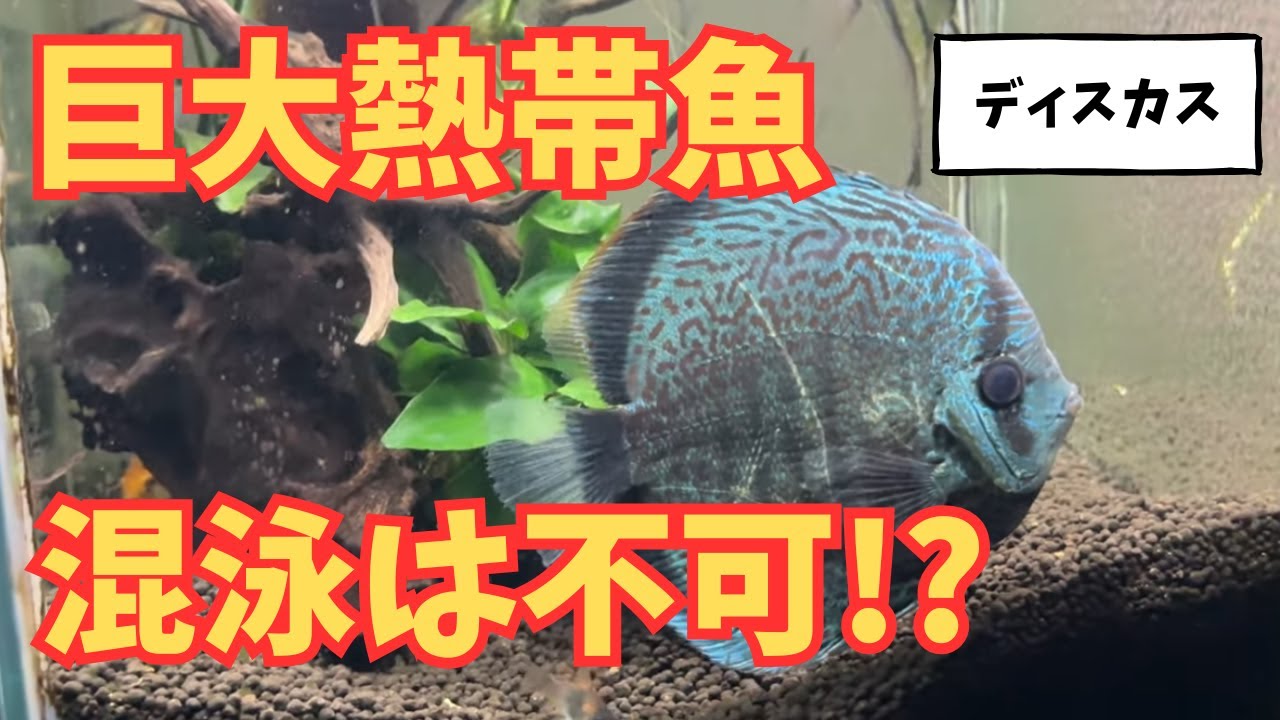 驚きの価格で巨大ディスカスをお迎え！