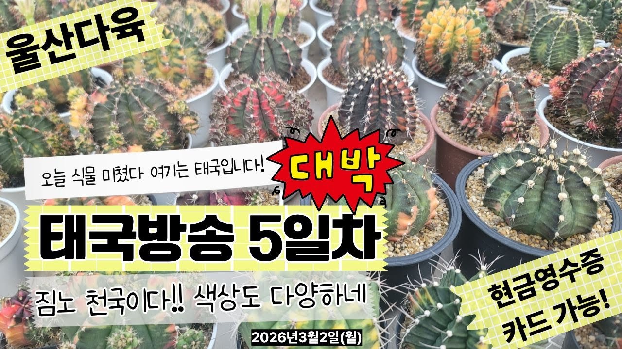 [3월2일 월요일]일단 오늘 방송 필수 시청입니다✨🍀💗#울산다육 #유튜브 #라이브#실시간#아프리카식물 #선인장 #다육이 #식물 #실시간방송 #힐링영상 #감성영상 #집꾸미기 #플