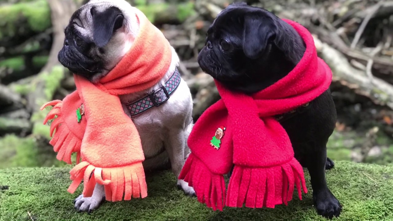 DIY dog scarf - Easy fleece scarf