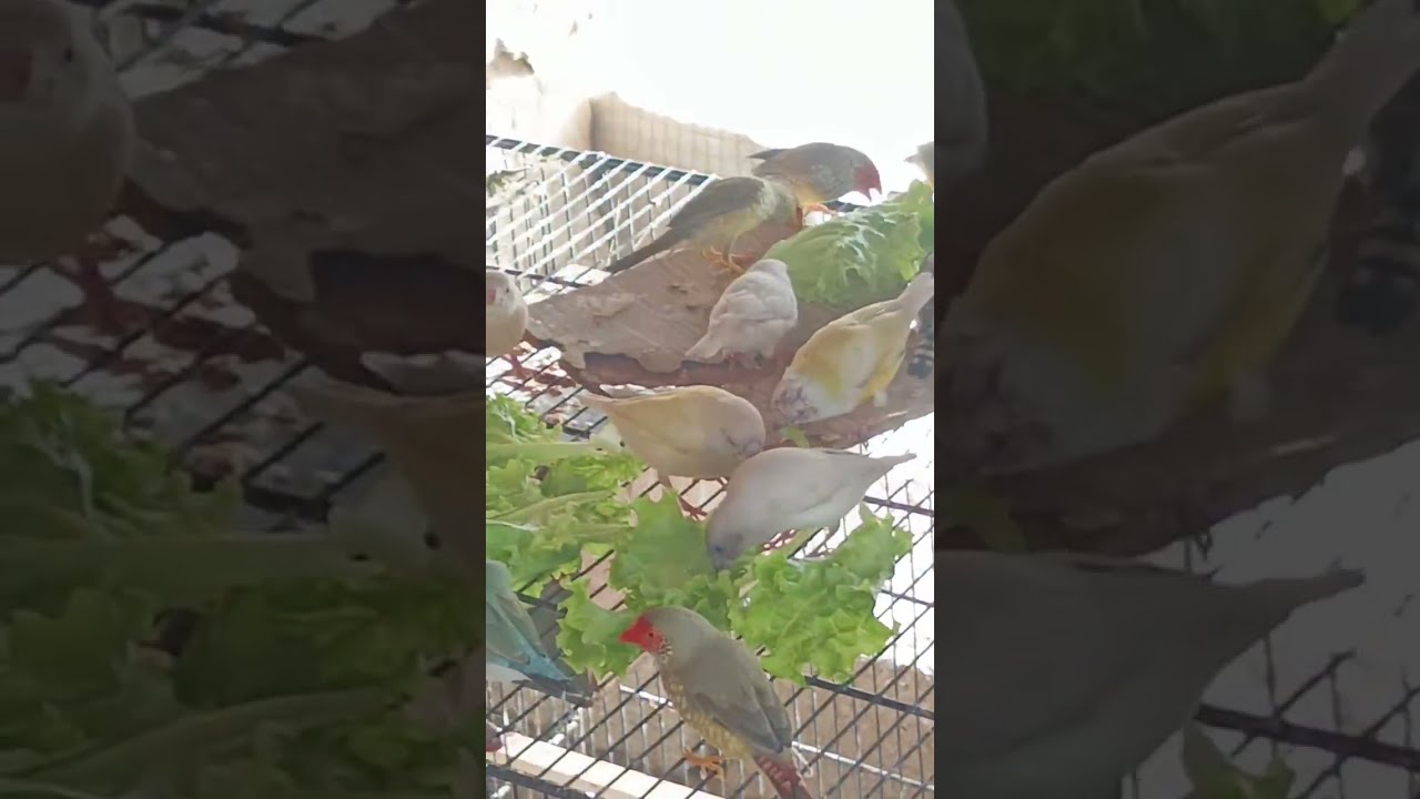 Zaid Exotic Finches Pakistan  is live!
