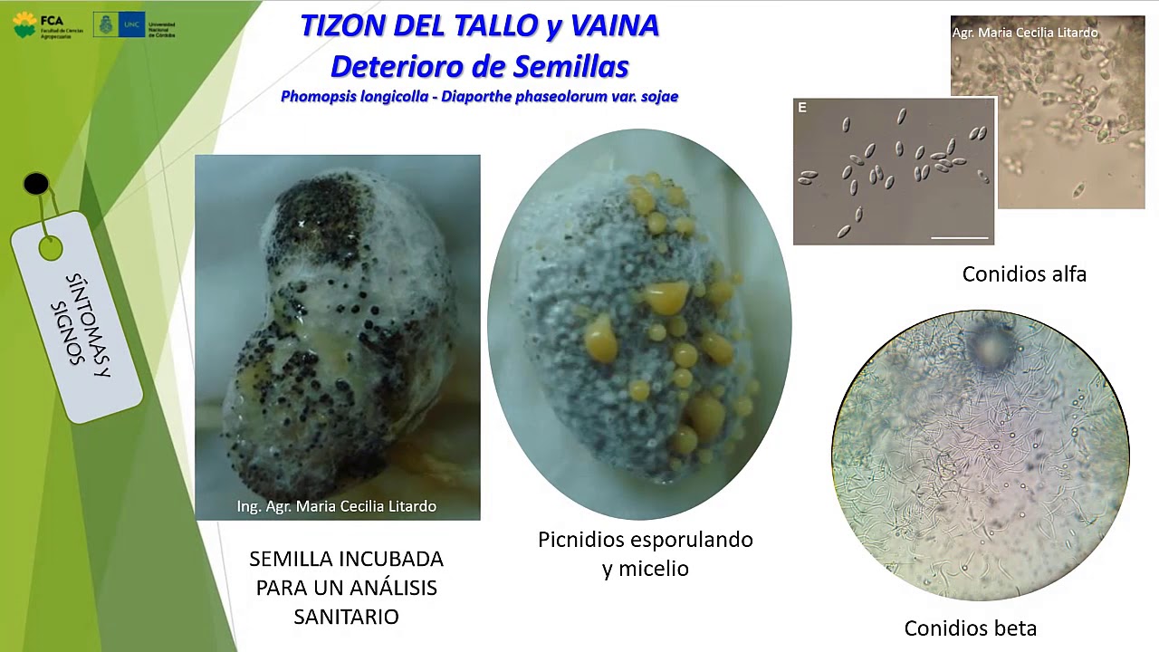 Enfermedades de la Soja: Complejo Diaporthe Phomopsis