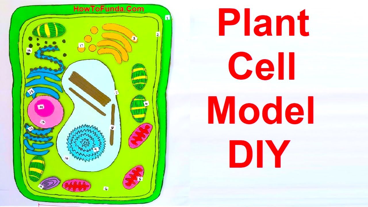 plant cell model making using cardboard | science  project | DIY at home | howtofunda | still model