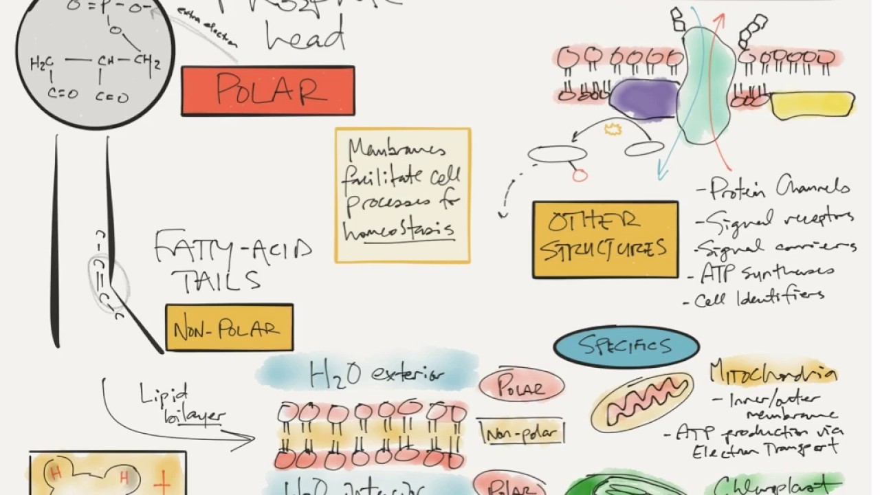 Cell membrane review