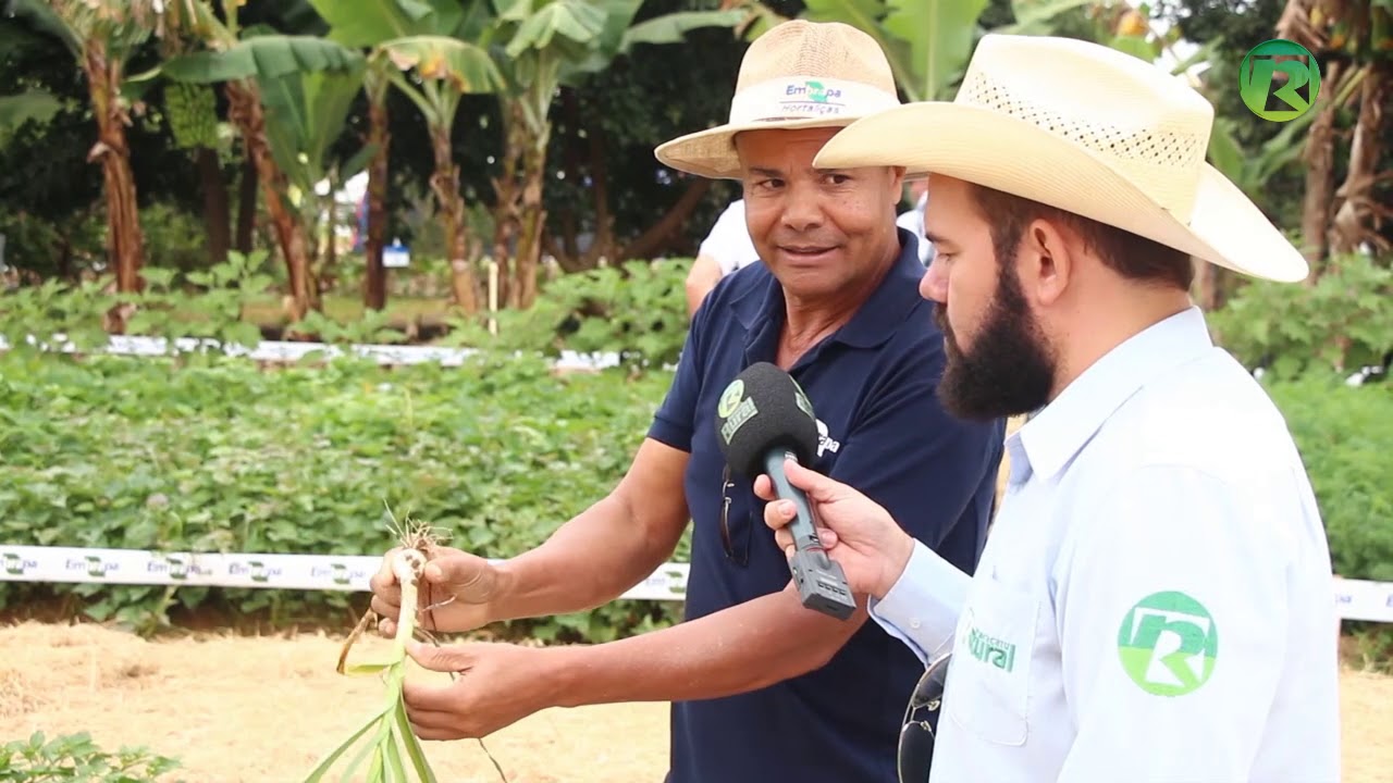 CULTIVAR DE ALHO EMBRAPA BRS HOZAN NA AGROBRASILIA