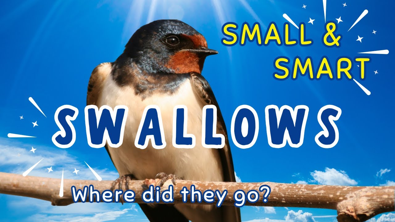Swallows, migration journey, where do they go? #swallowbird #swallows #birdlovers