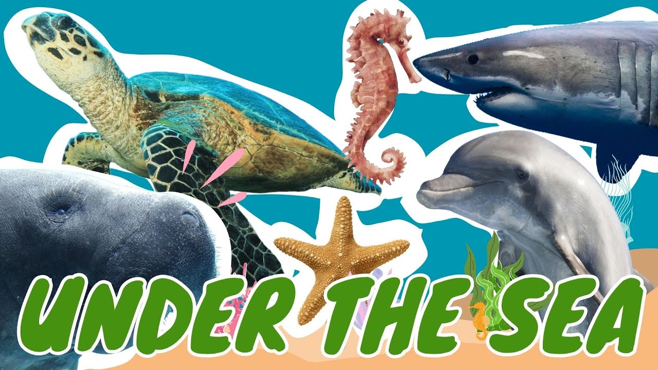 🌊🐠 Exploring Underwater Wonders! l Fun Facts About Sea Animals for Kids!