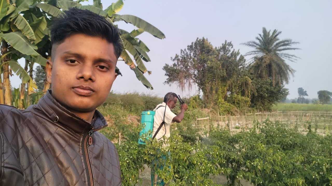 লঙ্কা জমিতে ওষুধ দিচ্ছে