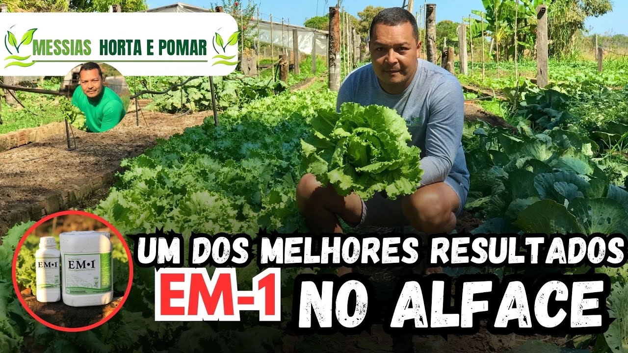 Vejam como ficaram as Alfaces depois do EM-1 😱.