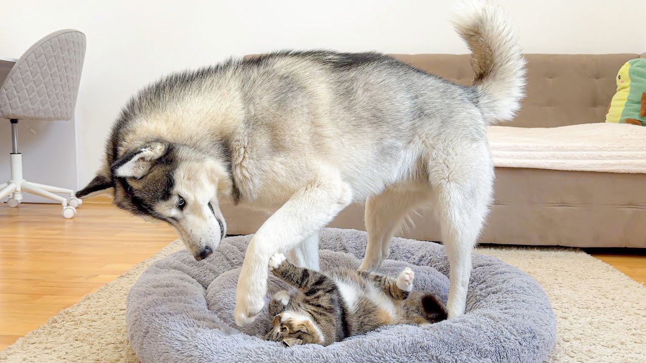 Giant Husky Can’t Get a Stubborn Kitten Out of His Favorite Bed — Chaos Follows