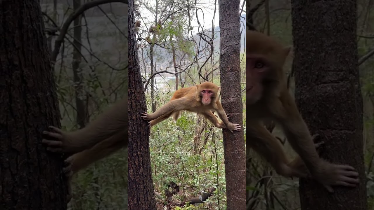 Banana-loving Simians: A Video of Playful Primates
