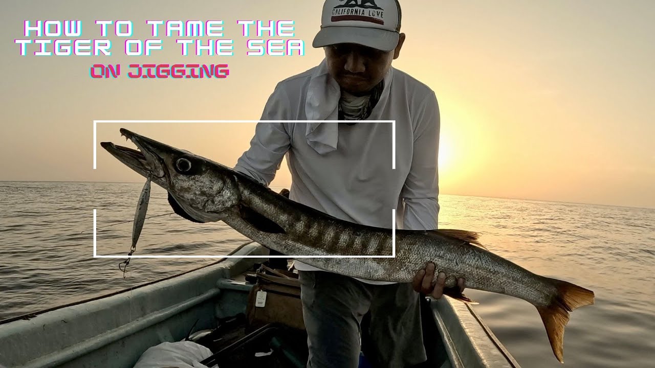 HOW TO TAME THE TIGER OF THE SEA | BARRACUDA ON JIGGING| DAIWA SALTIGA | FISHING OMAN