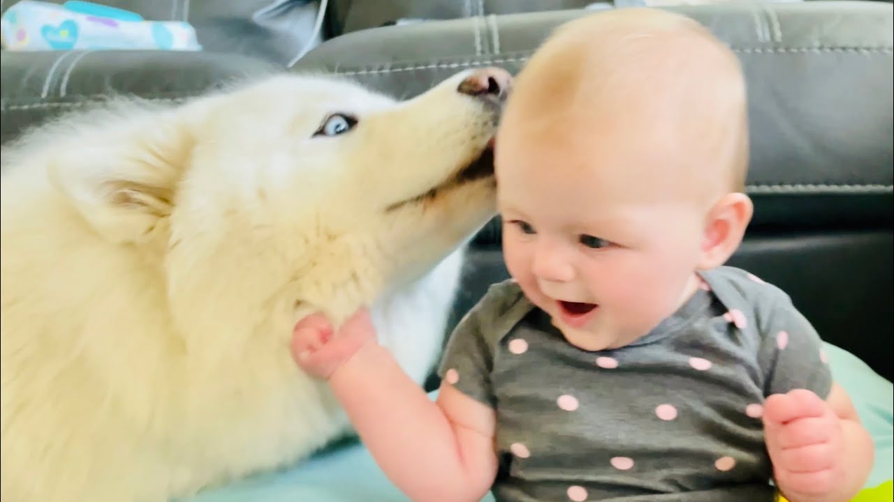 Best Baby Sitter Ever | Husky Kisses Baby