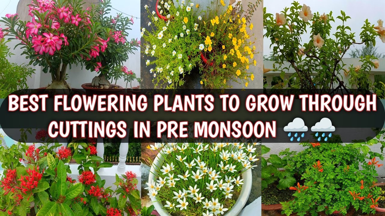 BEST FLOWERING PLANTS TO GROW FROM CUTTINGS IN PRE-MONSOON 🌧️🌧️| GROW CUTTINGS IN PRE-MONSOON 🌧️🌧️