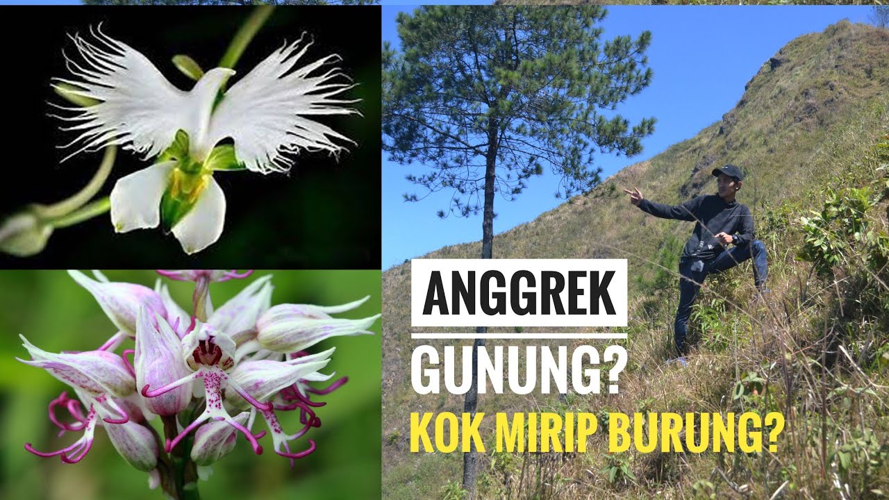 Cari Anggrek di Gunung 1, Fahri Orchid on Vacation