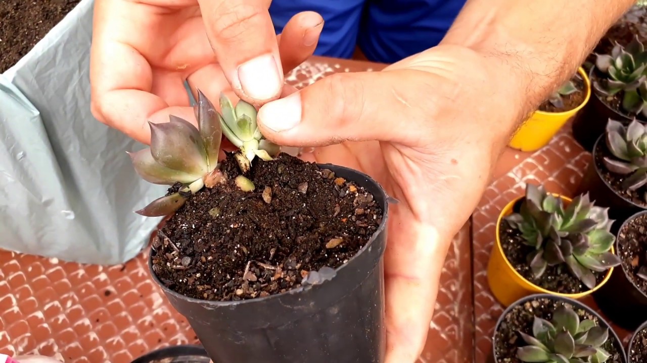 Echeveria Hot Chocolate - 5 Dicas de Cultivo