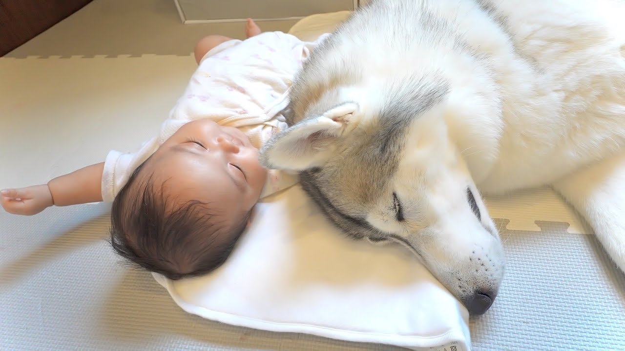 お互いに寄り添ってお昼寝をする赤ちゃんと愛犬を観察してみたら・・・