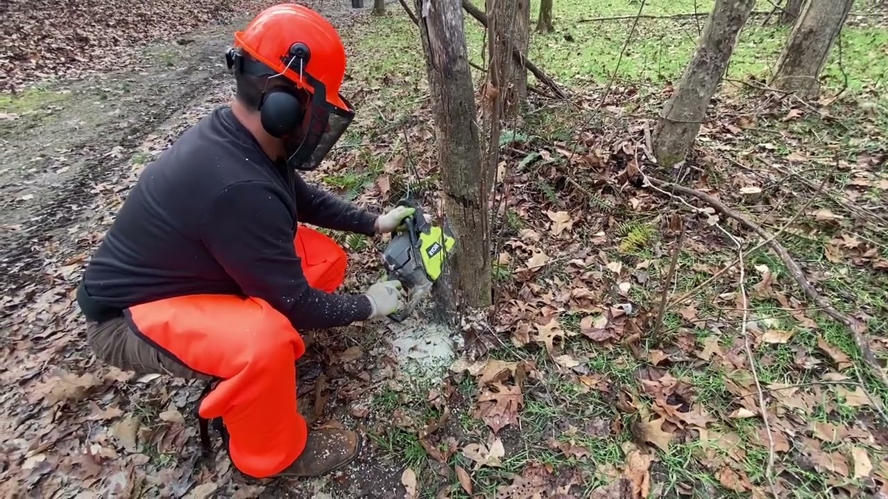 Land Clearing: Chainsaw only...TREE FELLING Part 1