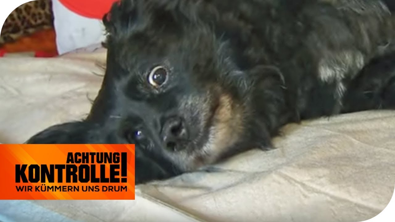Benni steht nicht mehr auf! Ist der alte Hund schwer krank? | Achtung Kontrolle | kabel eins