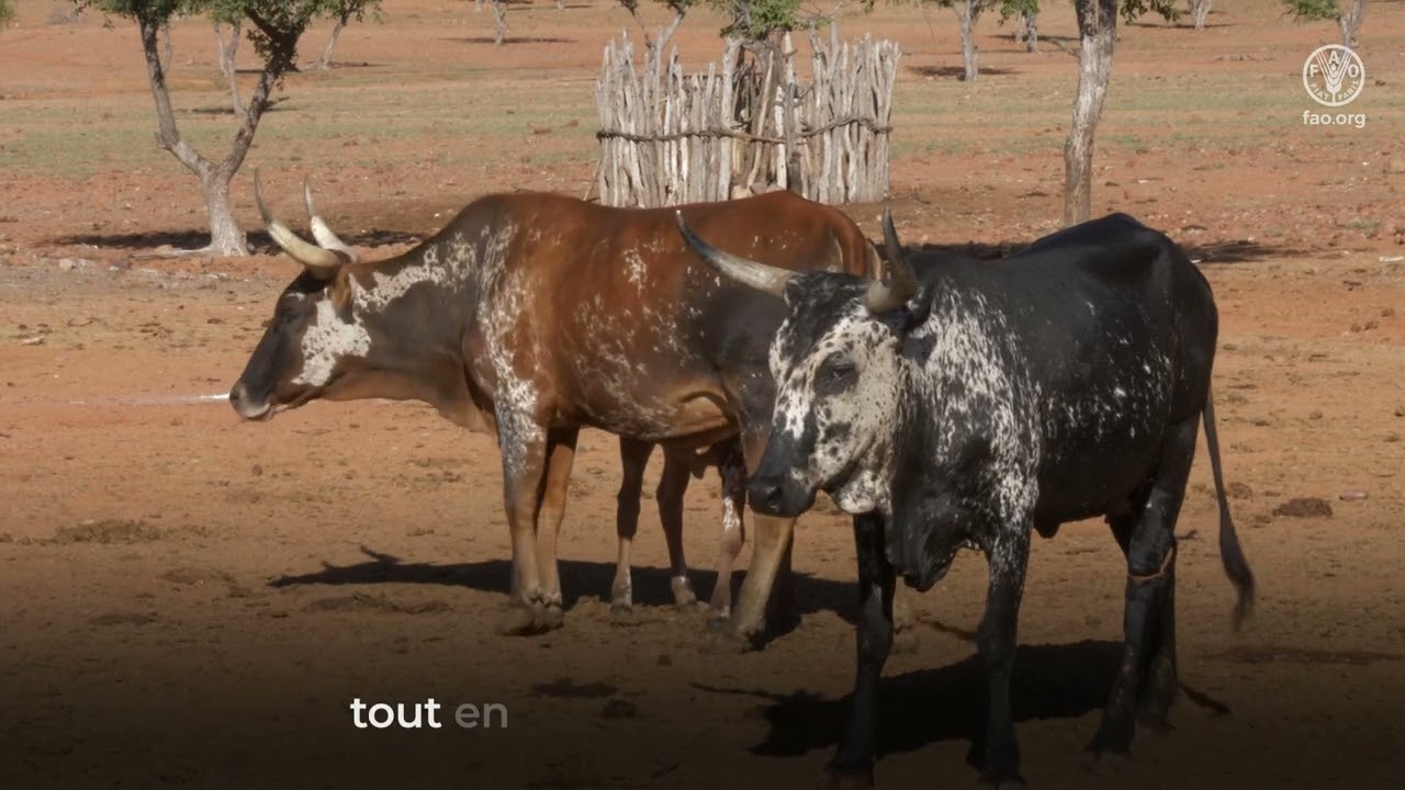 Outil pour l’aide à la prise de décision pour l’alerte précoce de la fièvre de la Vallée du Rift