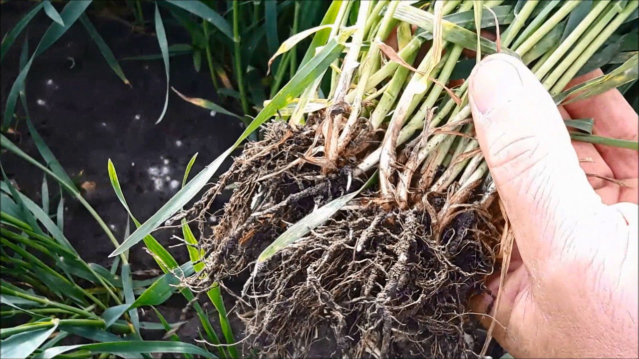 Jak określić pierwszy termin zwalczania chorób w pszenicy ozimej?