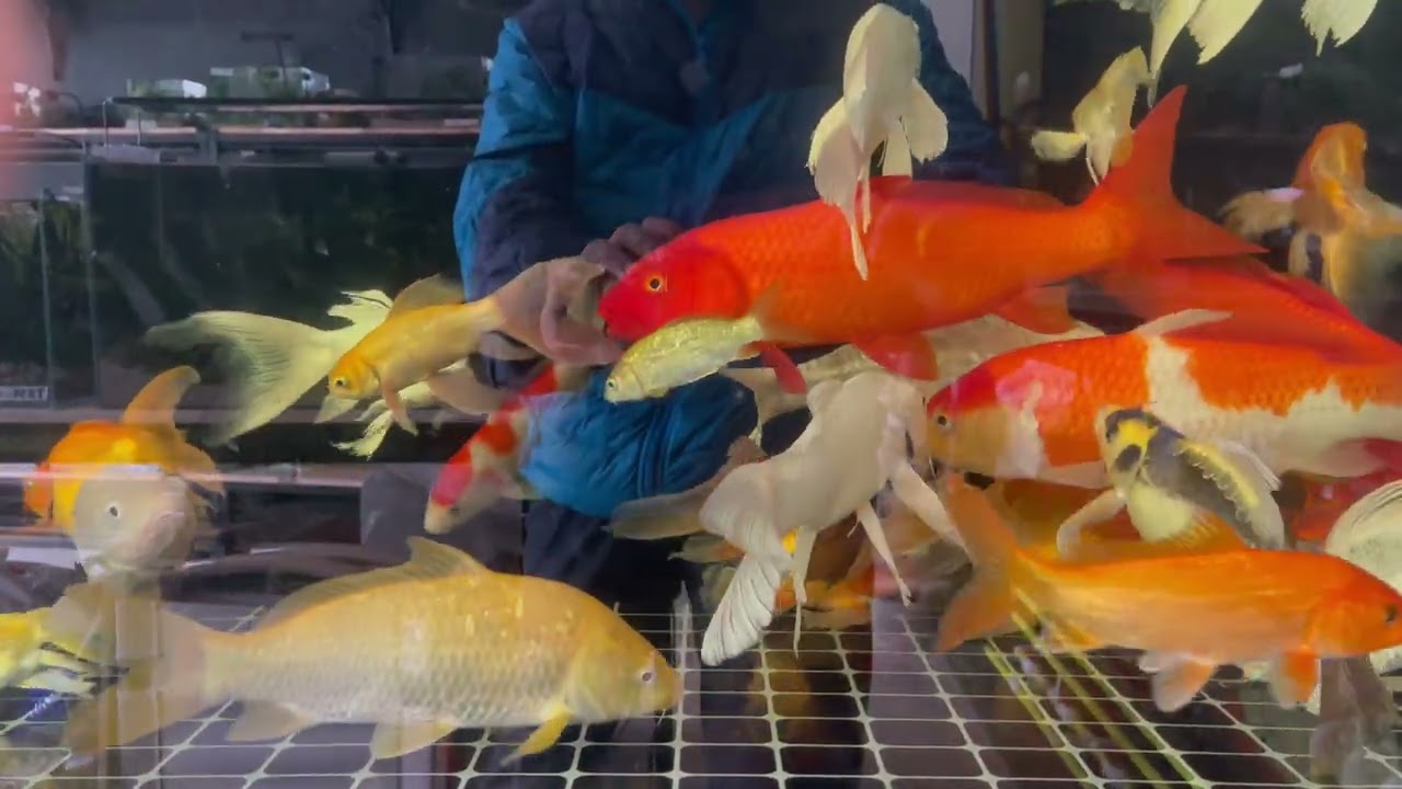cá cảnh