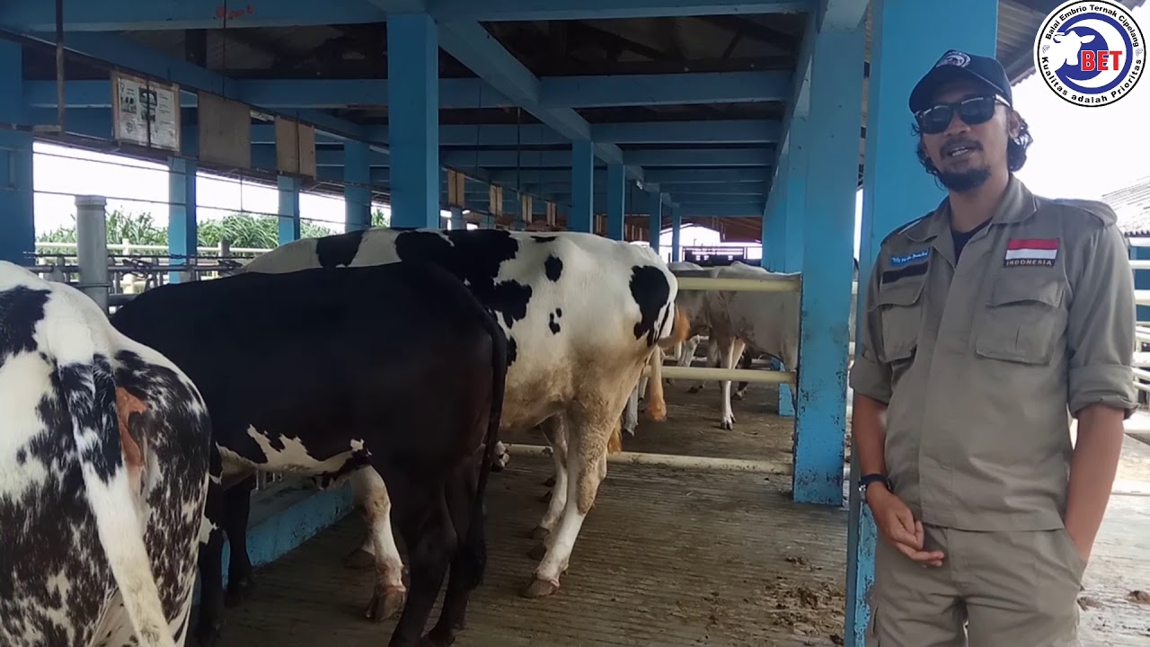 Sapi Belgian Blue BET Cipelang Proforsi darah 75%