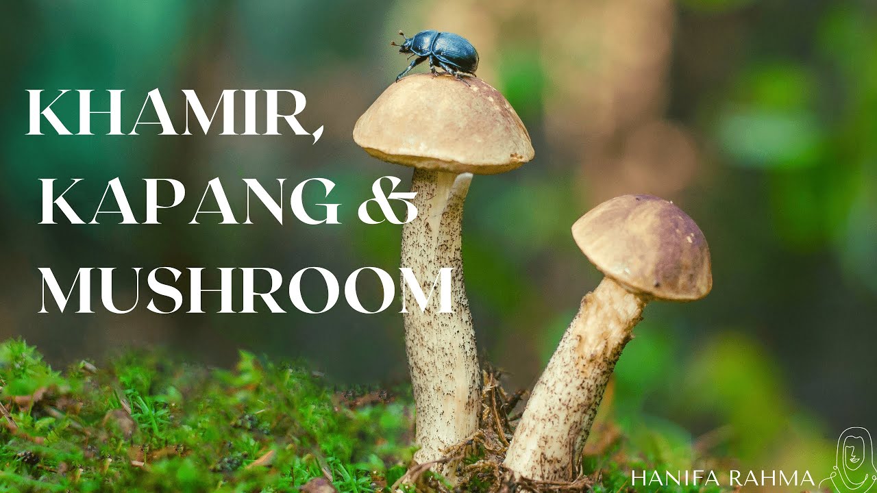 Perbedaan Khamir, Kapang dan Mushroom