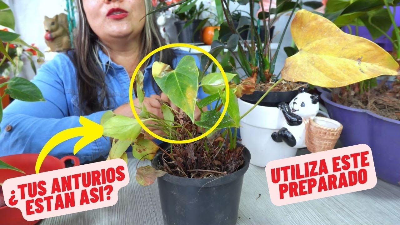 No Mas Anturios Marchitos, Secreto Revelado #anturios #plantas #trucos