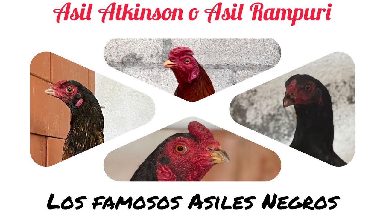 Atkinson o Rampuri Asil ( los famosos asiles negros) y más...
