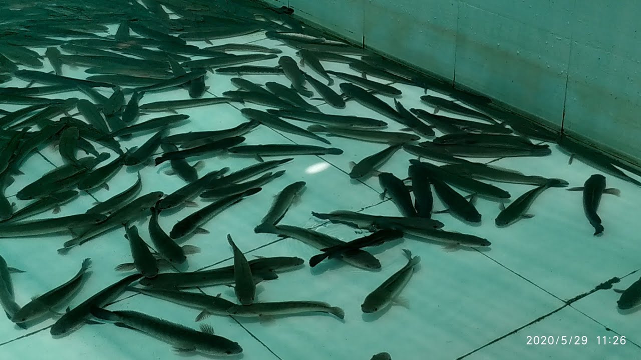 Murrel Fish Farming bussiness in India |3 Thousand fishes in small cement tank | 9948158807