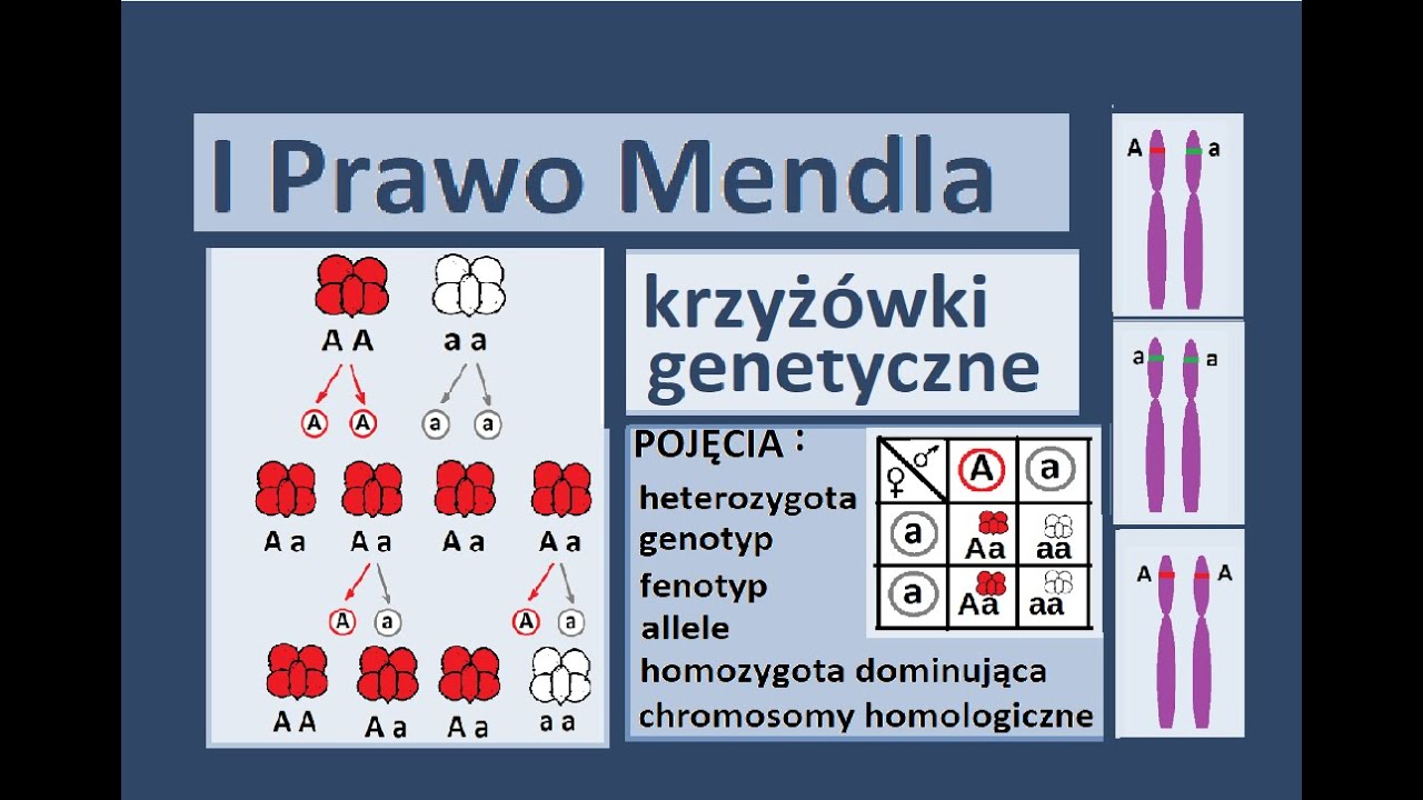 Podstawowe prawa dziedziczenia. Krzyżówki genetyczne.